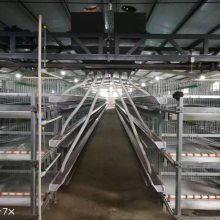银星层式捡蛋机 蛋鸡养殖自动化的高效利器